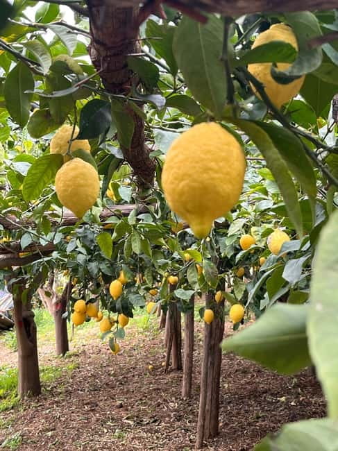 Amalfi Coast: Ferriere Valley - Into Riserva Statale Valle delle Ferriere, Lemons, Wild Plants, and River Sound