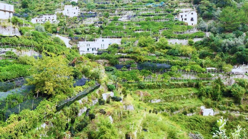 Amalfi Coast: Hike Along the Path of the Lemons - Sfusato Amalfitano: Learning the Lemon Secrets in a Grove