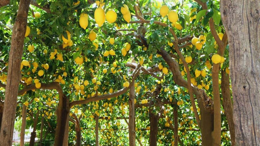Amalfi Coast: Hike Along the Path of the Lemons - Santa Maria a Mare: Majolica Dome Photos and a Quick Guided Orientation