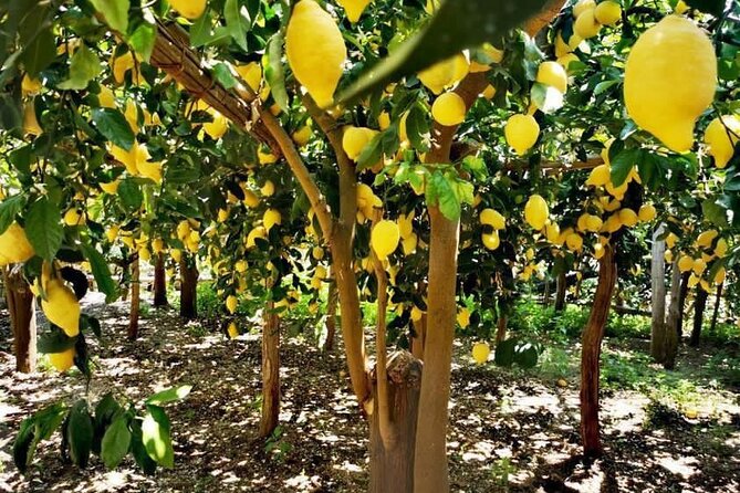 Amalfi Coast - Maiori: Path of Lemons Tour with Tasting - Key highlights worth penciling in
