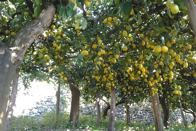 Amalfi Coast - Maiori: Path of Lemons Tour with Tasting - Tasting on Sfusato lemons: what’s included and what to expect