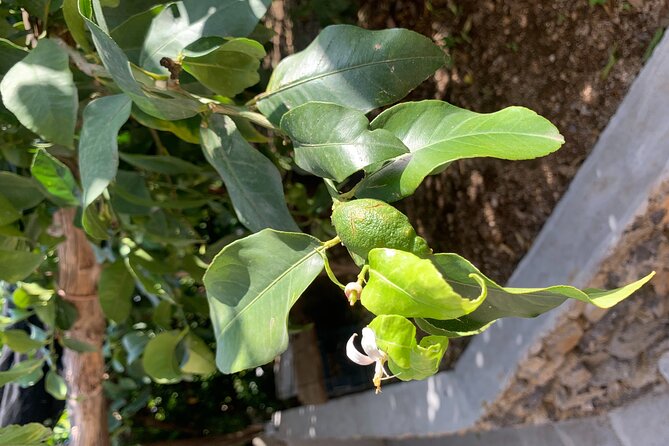 Amalfi Coast - Maiori: Path of Lemons Tour with Tasting - Giovanni Ruocco farm stop: the €15 entrance fee question