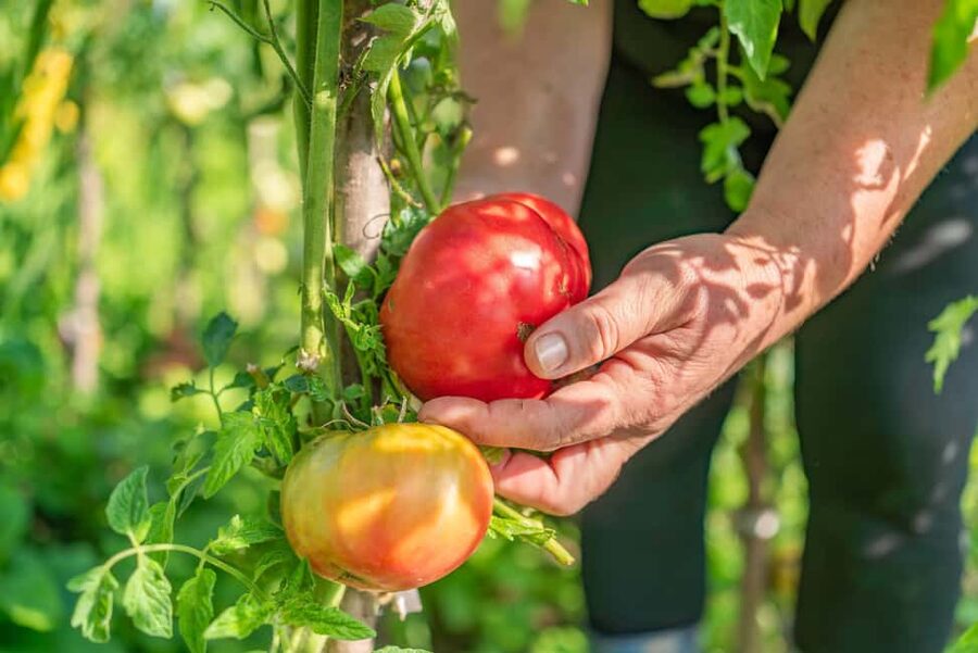 Amalfi Coast: Pizza & Mozzarella Class with Farmhouse visit - Key highlights you should know before you go