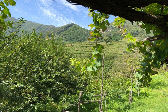 Amalfi coast private tour with Amalfi Ravello and Wine Tour from Positano - Private Amalfi Coast routing from Positano, without the navigation stress