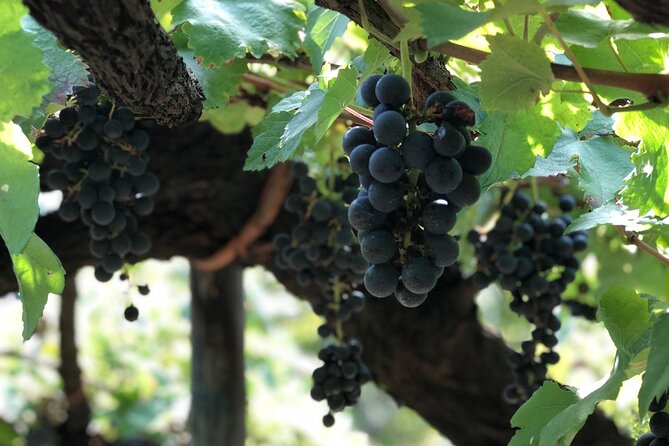 Amalfi coast private tour with Amalfi Ravello and Wine Tour from Positano - Wine tasting: what you actually get, and how to use it