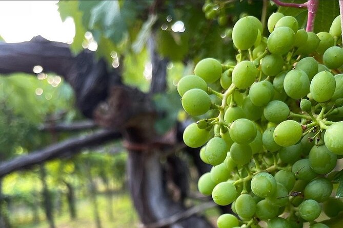 Amalfi Coast vintage tour with cheese and wine tastings - Who this tour suits best (and who should think twice)