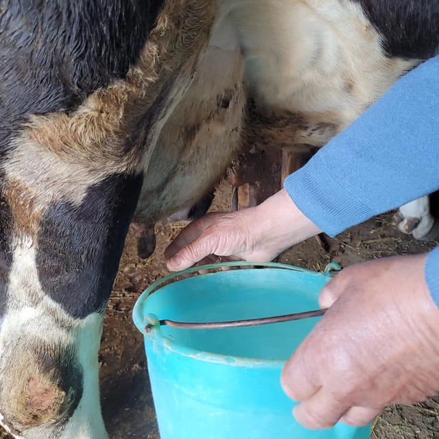 Amalfi: Learn how to make pasta, mozzarella and tiramisù! - Mozzarella on a Farm: From Cow Milk to Fresh Cheese