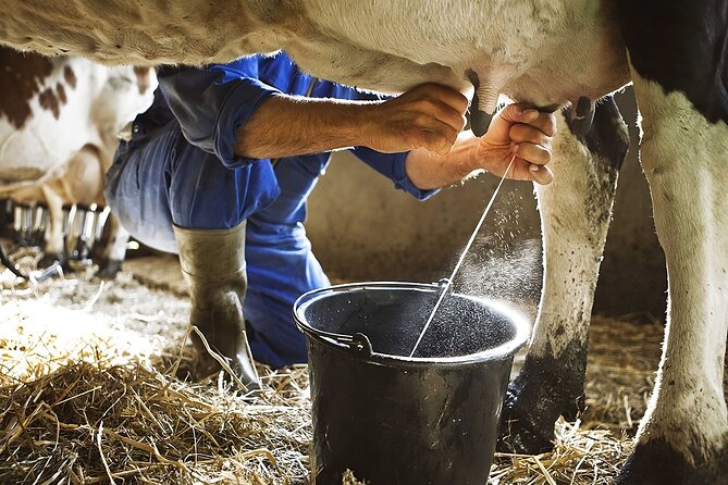 Amalfi: Milk cows, make pasta, mozzarella and tiramisu! - Walking into an Amalfi farmhouse with Acampora roots