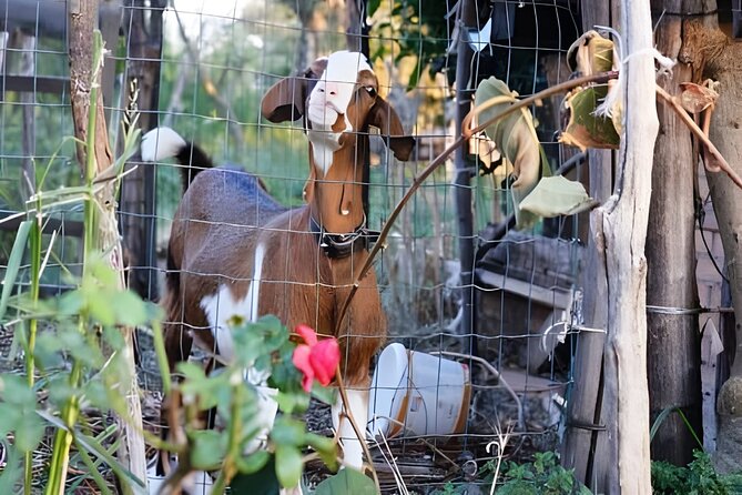 Amalfi: Milk cows, make pasta, mozzarella and tiramisu! - Who this Amalfi cooking class is for (and who should skip it)