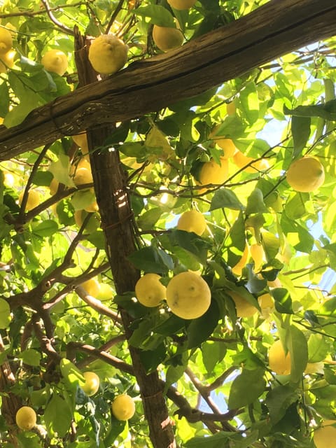 Amalfi Organic Lemon Tour & Tasting in the Historical Garden - How the guide connects lemon farming to history and mindset
