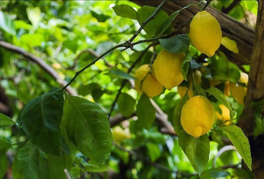 Amalfi Organic Lemon Tour & Tasting in the Historical Garden - Price and value: what $59 buys you here
