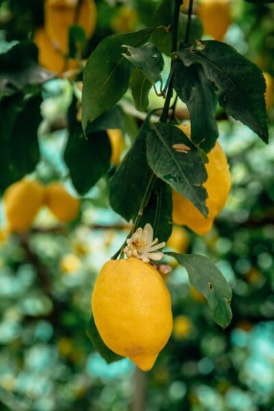 Vertical Lemon Farm Tour, Tastings, and Rural Museum