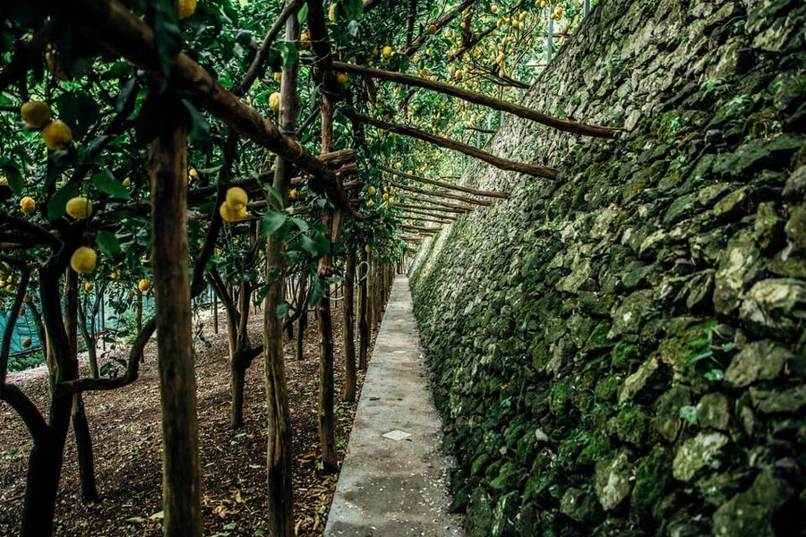 Amalfi: Vertical Lemon Farm Tour, Tastings, and Rural Museum - The on-site limoncello laboratory: how the drink gets made