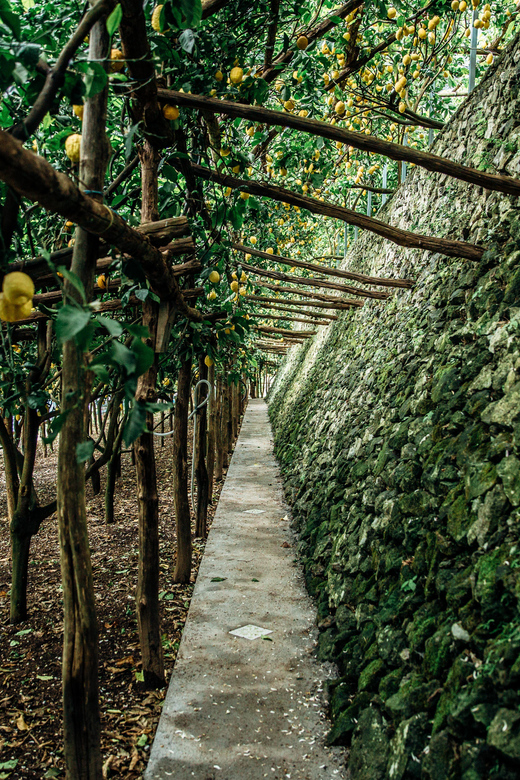 Amalfi: Vertical Lemon Farm Tour, Tastings, and Rural Museum - Buying farm products to take home, including shipping