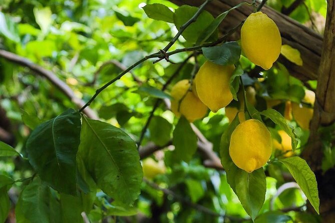 Authentic Amalfi Lemon Tour & Tasting in the Historical Garden - Practical Tips Before You Go