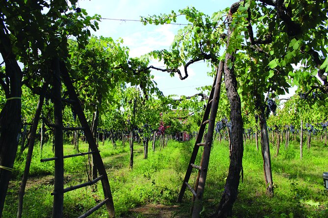 Cantine d'Irpinia: visit and tasting Taurasi from ancient vineyards - Key highlights you will actually feel