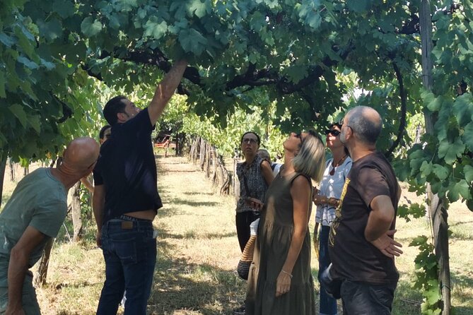 Cantine d'Irpinia: visit and tasting Taurasi from ancient vineyards - The tasting room: Aciniell, Irpinia Campi Taurasini DOC, Taurasi Starse DOCG