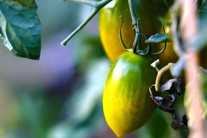 Gastronomical Amalfi Coast Hike with Cooking Class - Price and value: what $59.09 actually buys you