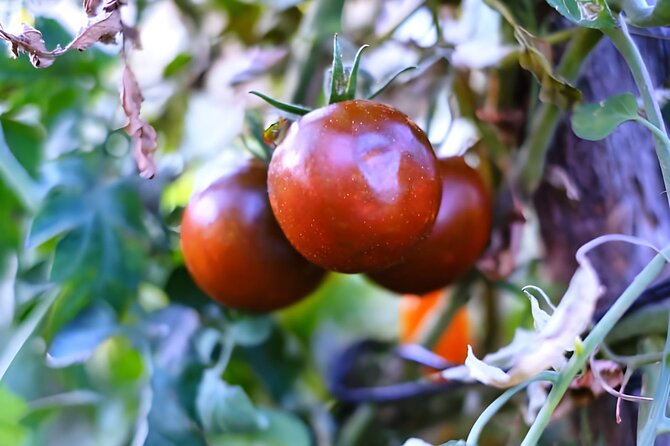 Gastronomical Amalfi Coast Hike with Cooking Class - Should you book the Amalfi Coast hike with the optional farmhouse cooking?