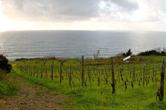 Knowledge and Flavors - Should You Book This Salerno to Paestum Experience?