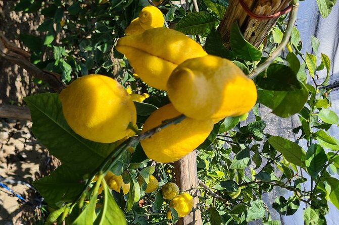 Lemon path hike - Amalfi coast - Key highlights to know before you go