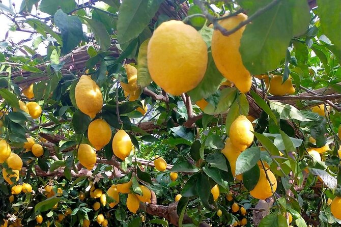 Lemon path hike - Amalfi coast - The lemon garden stop, tasting the Amalfi lemons the practical way