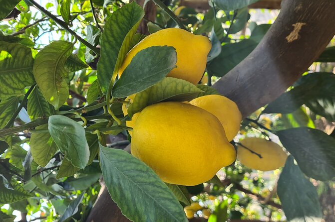 Lemon path hike - Amalfi coast - From Regina Palace Hotel to the cliffside route, simple logistics that matter