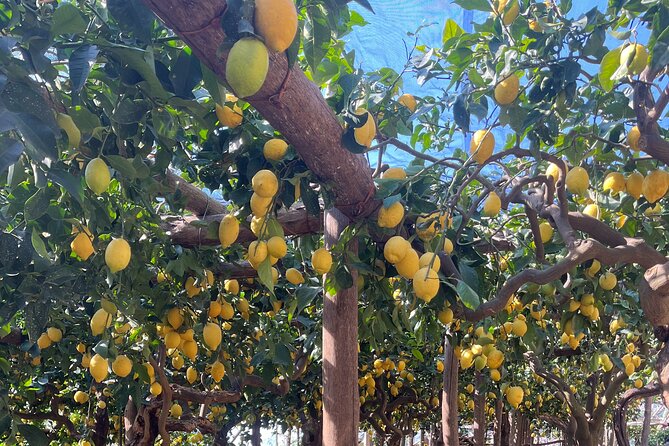 Lemon Path Tour with Tasting Session and Transfer from Positano - Quick take on the Lemon Path tour