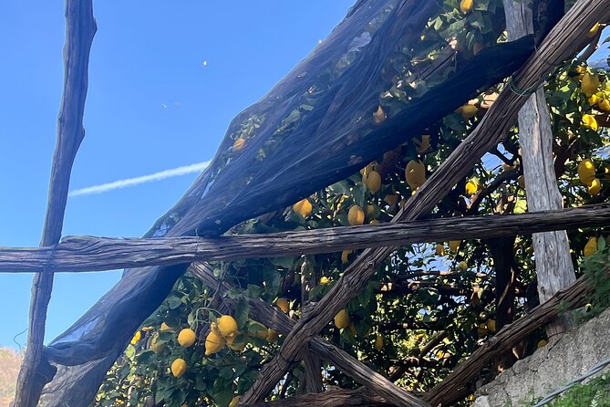 Lemon Path Tour with Tasting Session and Transfer from Positano - The Lemon Path walk: what you will notice on the trail