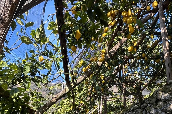 Lemon Path Tour with Tasting Session and Transfer from Positano - Minori farm experience: your 2-hour lemon field lesson