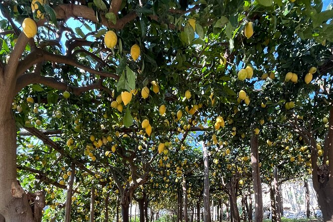 Lemon Path Tour with Tasting Session and Transfer from Positano - Price and value: is $496.88 per person reasonable?