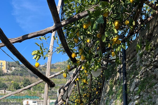 Lemon Path Tour with Tasting Session and Transfer from Positano - Who should book this Lemon Path tour (and who might not)