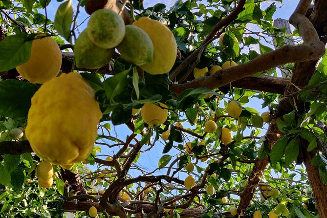 Lemon Tour on the Amalfi Coast - Key highlights of the Lemon Tour on the Amalfi Coast