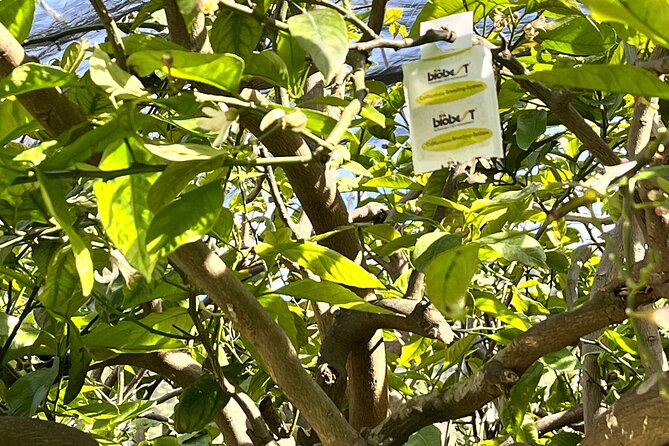 Lemon Tour on the Amalfi Coast - The 30-minute walk: views, garden smells, and local rhythm