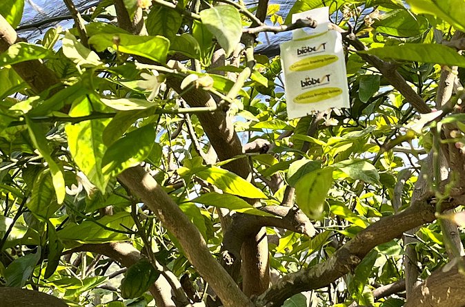Lemon Tour on the Amalfi Coast - Lemon tasting that hits different in the garden