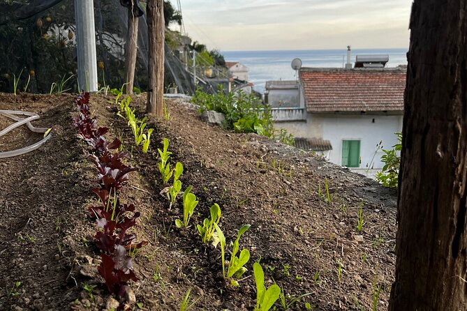 Lemon Tour on the Amalfi Coast - Walking, weather, and timing on the Amalfi Coast