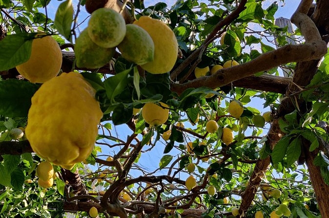Lemon Tour on the Amalfi Coast - Small group size and an English guide you can talk to