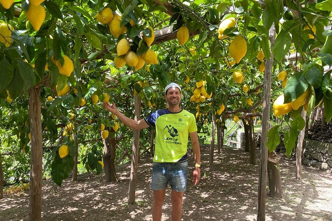 Lemon Trail : Lemon Tour with Tasting - Key highlights you should care about