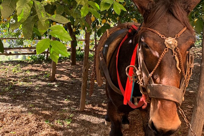 Lemon Trail : Lemon Tour with Tasting - Who this lemon tour fits best, and who should skip it