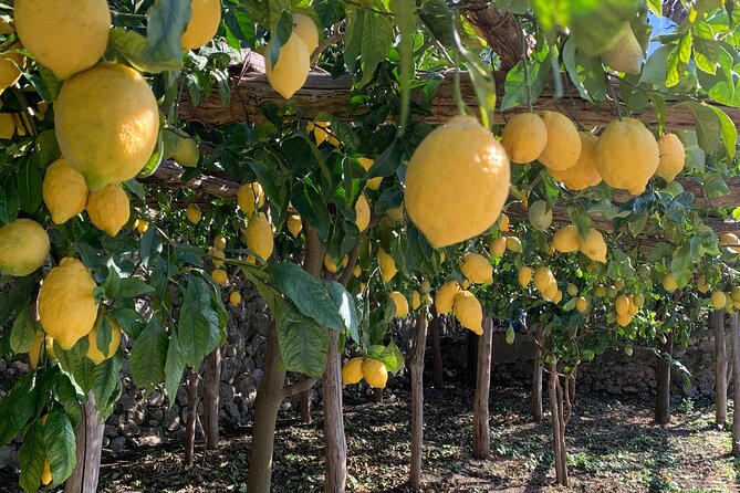 Lemon Trail : Lemon Tour with Tasting - Should you book Lemon Trail with Tasting?
