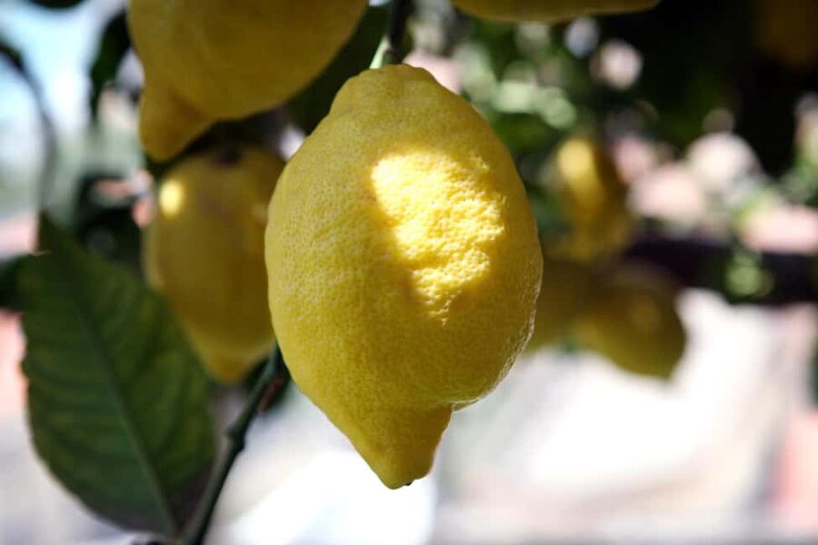 Lemons & Breathtaking Views: Amalfi Monumental Garden Tour - Key things to know before you go