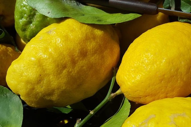Limoncello Making and lunch with lemon base - Key highlights worth your attention