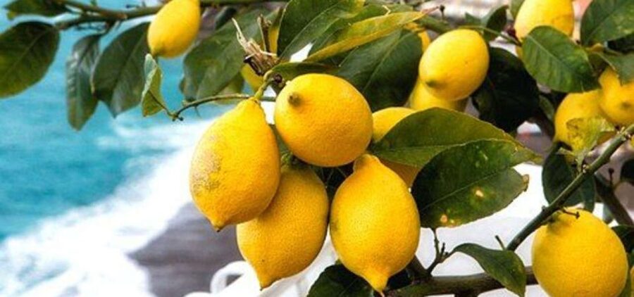 Maiori: Amalfi Coast Path of Lemons Day Trip with Tastings - Santa Maria a Mare to Torre: the coast in layers