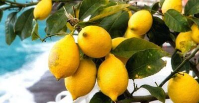 Amalfi Coast Path of Lemons Day Trip with Tastings
