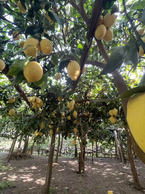 Maiori: Amalfi Coast Path of Lemons Day Trip with Tastings - The descent into Minori: Santa Trofimena and the finish in town