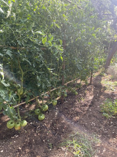 Maiori: Amalfi Coast Path of Lemons Day Trip with Tastings - Price and effort: is $59 good value?