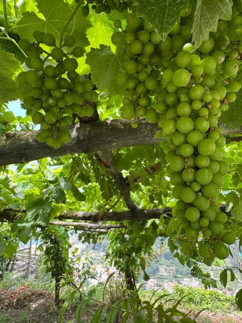 Maiori: Hiking Tour to A Lemon Farm with Lemon Tastings - Key things to know before you go