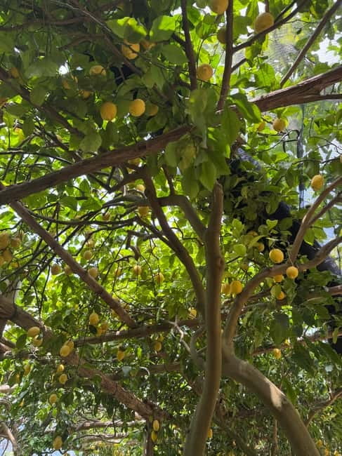 Maiori: Hiking Tour to A Lemon Farm with Lemon Tastings - Start at Via Accola, meet by San Pietro Hotel, then begin the climb