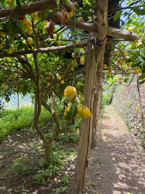 Maiori: Hiking Tour to A Lemon Farm with Lemon Tastings - Past Mezzacapo Palace and into lemon-garden air