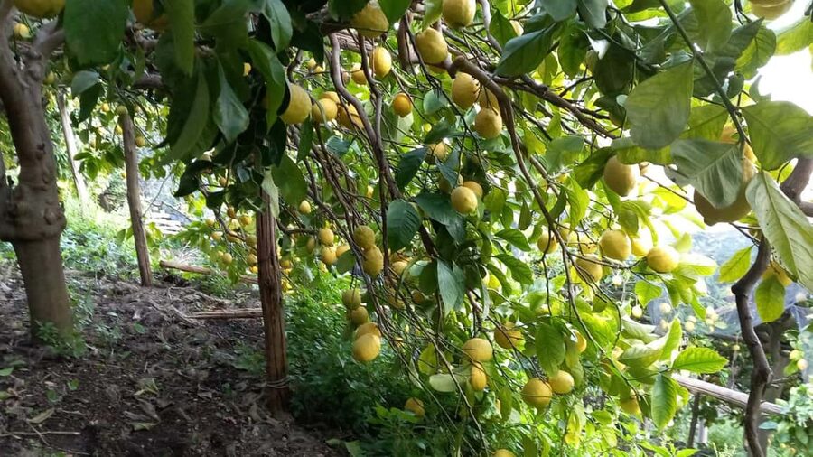 Maiori: Hiking Tour to A Lemon Farm with Lemon Tastings - Water, photo service, and the small planning details
